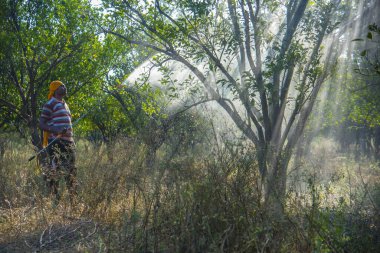 Turuncu tarladaki portakal ağacına gübre püskürten Hintli çiftçi.