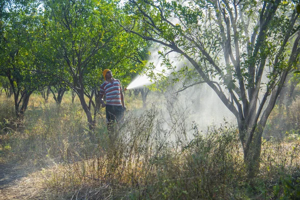 Turuncu tarladaki portakal ağacına gübre püskürten Hintli çiftçi.