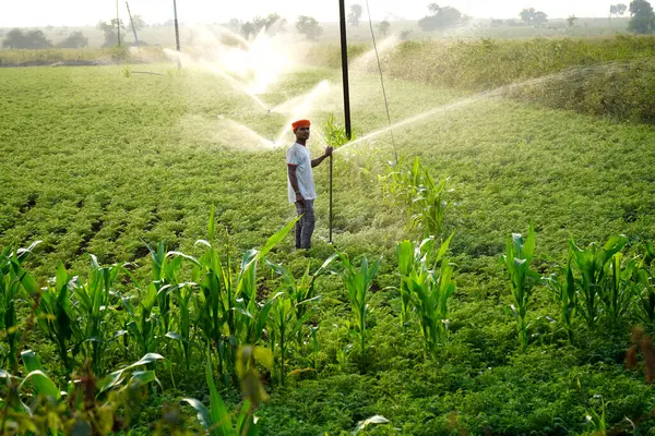Indian farmer watering with sprinkler in fresh green chickpea garden, irrigation system concept.