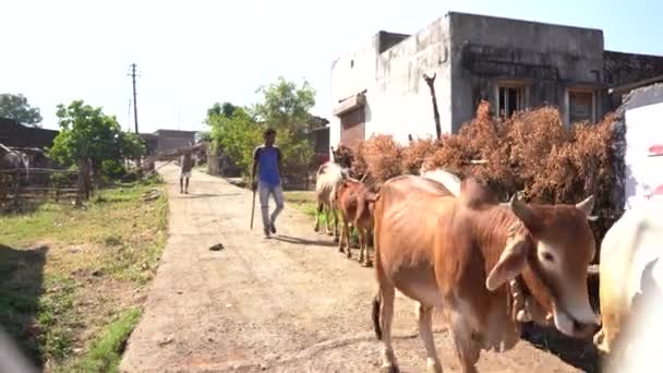 Нагпур Индия Декабря 2022 Года Фермер Работающий Быком Поле Индия — стоковое видео