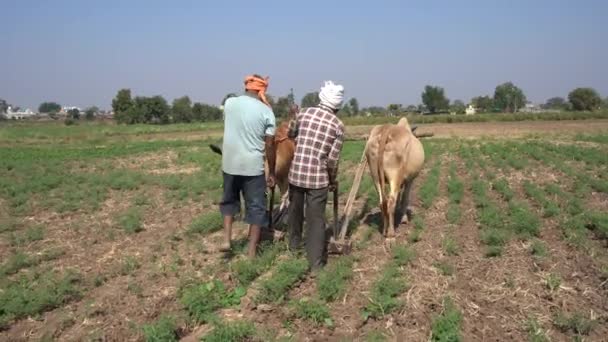 Nagpur Maharashtra インド 2022年12月22日 フィールドで雄牛と働く農民 — ストック動画