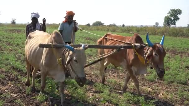 Nagpur Maharashtra India Prosince 2022 Farmer Working Bull Field India — Stock video