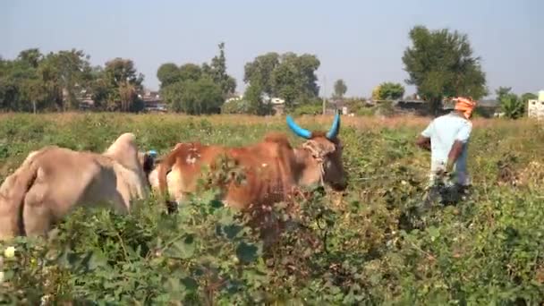Nagpur Maharashtra India December 2022 Farmer Working Bull Field India — Stock Video