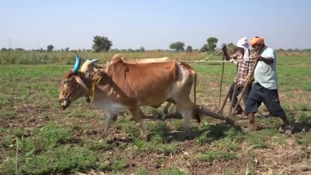 Nagpur Maharashtra India December 2022 Farmer Working Bull Field India — Stock Video