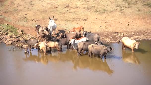 Buffaloes Take Refreshing Bath Hot Day India — Stock Video