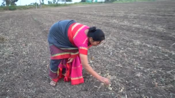 Ευτυχισμένη Ινδή Γυναίκα Παραδοσιακά Ρούχα Στον Αγροτικό Τομέα — Αρχείο Βίντεο