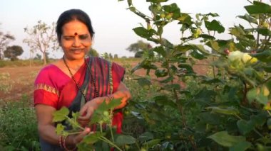 Tarım alanında geleneksel giysiler içinde mutlu Hintli kadın.