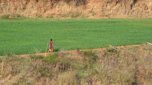 Щаслива Індійська Жінка Традиційному Одязі Сільському Господарстві — стокове відео