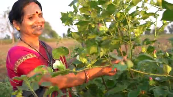 Happy Indian Woman Traditional Clothes Agriculture Field — Stock Video