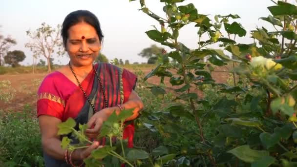 Mujer India Feliz Ropa Tradicional Campo Agricultura — Vídeo de stock