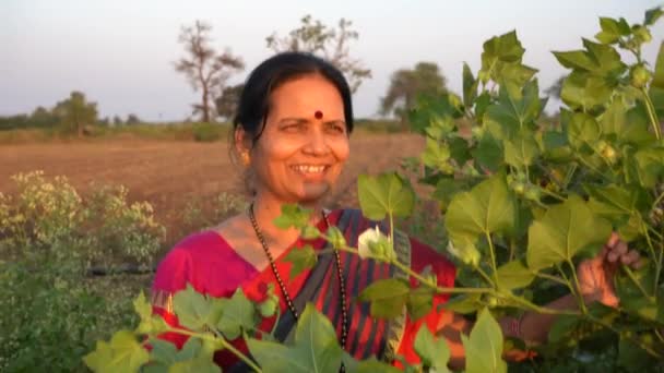 Heureuse Femme Indienne Vêtements Traditionnels Dans Domaine Agriculture — Video