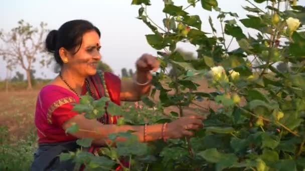 Boldog Indiai Hagyományos Ruhákban Mezőgazdaságban — Stock videók