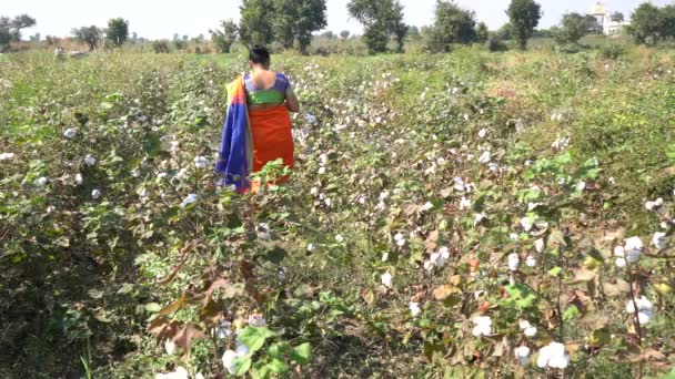 Mujer India Feliz Ropa Tradicional Campo Agricultura — Vídeos de Stock