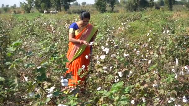 Gelukkige Indiase Vrouw Traditionele Kleding Landbouwgebied — Stockvideo