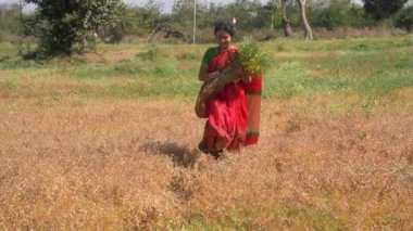 Nohut tarlasında mutlu Hintli kadın, nohut tarlasında kadın çiftçi..
