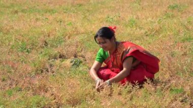 Nohut tarlasında mutlu Hintli kadın, nohut tarlasında kadın çiftçi..