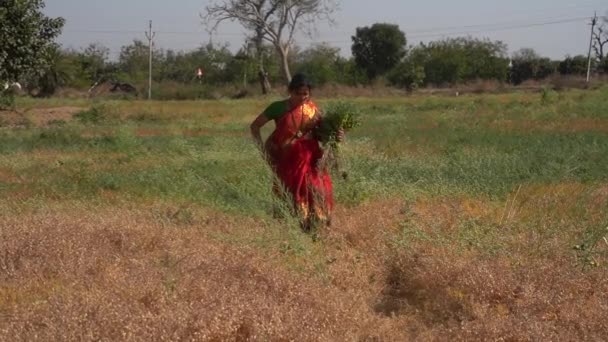 Счастливая Индийская Женщина Поле Гороха Женщина Фермер Поле Гороха — стоковое видео