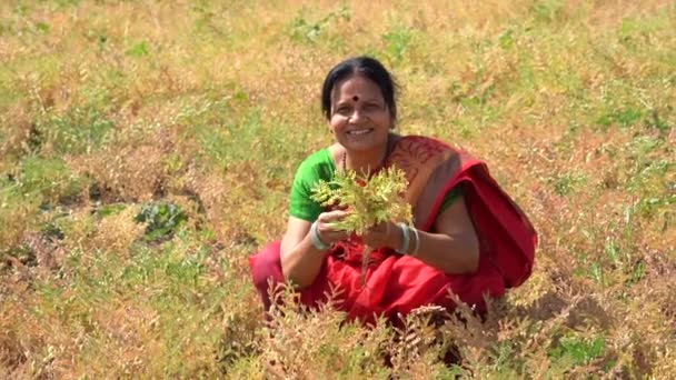 Glad Indiankvinna Kikärtsfältet Kvinnlig Bonde Kikärtsfältet — Stockvideo