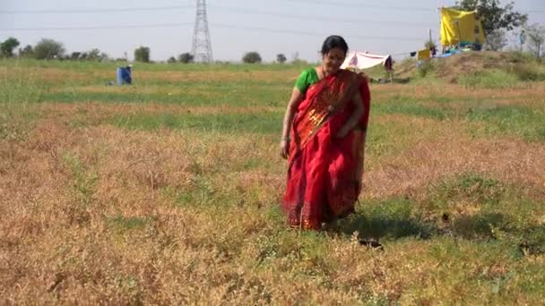 Gelukkig Indiaan Vrouw Kikkererwt Veld Vrouw Boer Kikkererwt Veld — Stockvideo