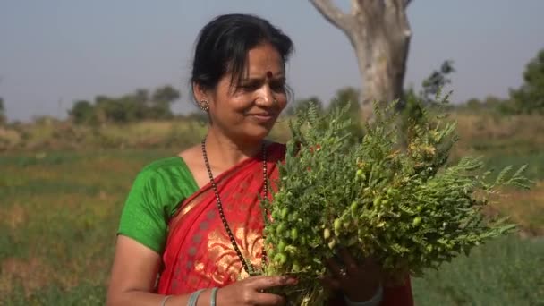 Счастливая Индийская Женщина Поле Гороха Женщина Фермер Поле Гороха — стоковое видео