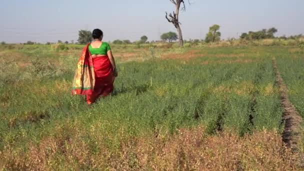 快乐的印度女人在鹰嘴豆田里 快乐的女人在鹰嘴豆田里 — 图库视频影像