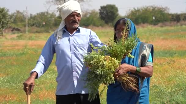 Högre Jordbrukare Par Som Håller Gröda Kikärter Fältet — Stockvideo