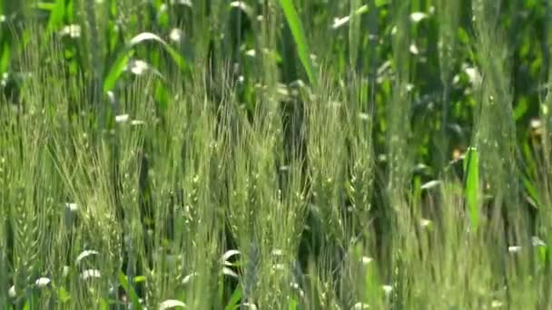 春の夏の畑で自然の上で若い緑の小麦のジューシーな新鮮な耳マクロのクローズアップ コムギ畑の熟成耳 緑コムギ畑 — ストック動画