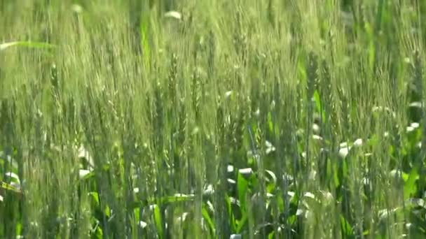 Ζουμερά Φρέσκα Αυτιά Του Νεαρού Πράσινου Σιταριού Στη Φύση Κατά — Αρχείο Βίντεο