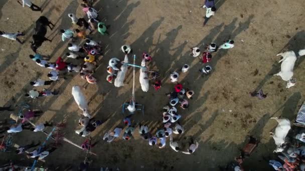Drone Shot Bullock Carrito Carreras Con Motivo Del Festival Cosecha — Vídeos de Stock