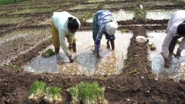 Nagpur Maharashtra India Febrero 2024 Mujeres Agricultoras Indias Plantando Plántulas — Vídeo de stock