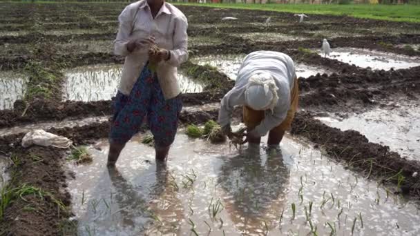 Nagpur Maharashtra India Ruari 2024 Indiska Kvinnliga Bönder Planterar Lökplantor — Stockvideo