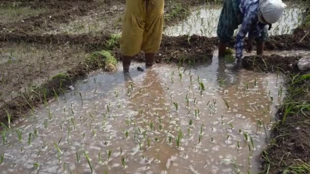 Nagpur Maharashtra India February 2024 Indian Women Farmers Planting Onion — Stock Video