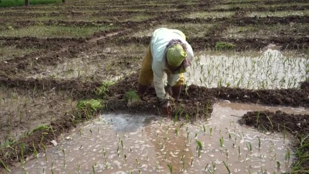 Nagpur Maharashtra Inde Fevrier 2024 Agricultrices Indiennes Plantant Des Semis — Video