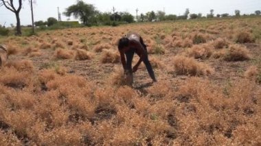 NAGPUR, MAHARASHTRA, INDIA 13 Mart 2024: Hindistan tarla, Maharashtra, Hindistan 'da ekin hasat eden çiftçi.