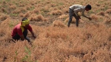 NAGPUR, MAHARASHTRA, INDIA 13 Mart 2024: Hindistan tarla, Maharashtra, Hindistan 'da ekin hasat eden çiftçi.