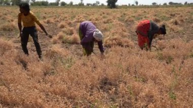 NAGPUR, MAHARASHTRA, INDIA 13 Mart 2024: Hindistan tarla, Maharashtra, Hindistan 'da ekin hasat eden çiftçi.