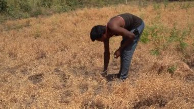 NAGPUR, MAHARASHTRA, INDIA 13 Mart 2024: Hindistan tarla, Maharashtra, Hindistan 'da ekin hasat eden çiftçi.