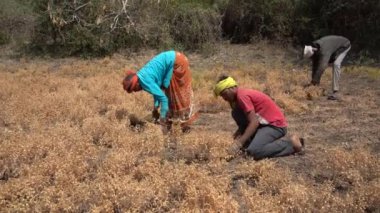 NAGPUR, MAHARASHTRA, INDIA 13 Mart 2024: Hindistan tarla, Maharashtra, Hindistan 'da ekin hasat eden çiftçi.