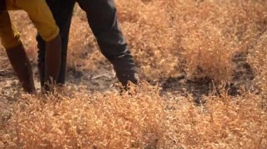 NAGPUR, MAHARASHTRA, INDIA 13 Mart 2024: Hindistan tarla, Maharashtra, Hindistan 'da ekin hasat eden çiftçi.