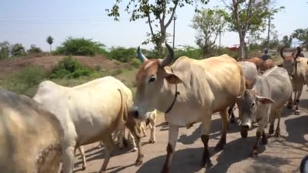 Bovinos Caminhando Estrada Índia Uma Cena Agrícola Indiana — Vídeo de Stock