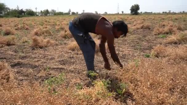 Nagpur Maharashtra India Mars 2024 Indiska Lantbrukare Skördar Grödor Jordbruksmark — Stockvideo