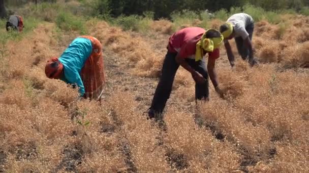インド マハラシュトラ マハラシュトラ インド March 2024 農業分野で農作物を収穫するインドの農民 マハラシュトラ インド — ストック動画