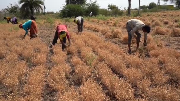 Nagpur Maharashtra India March 2024 Indický Zemědělec Sklízející Plodiny Poli — Stock video