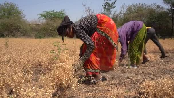 インド マハラシュトラ マハラシュトラ インド March 2024 農業分野で農作物を収穫するインドの農民 マハラシュトラ インド — ストック動画