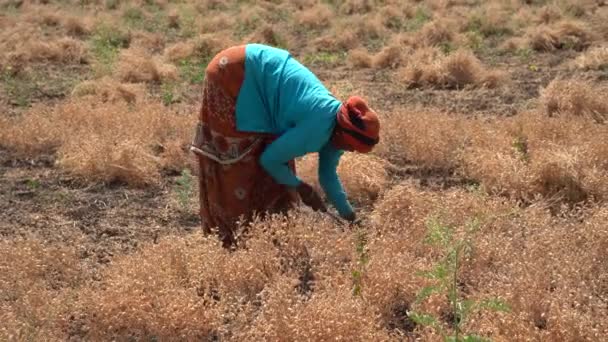Nagpur Maharashtra Inde Mars 2024 Agriculteur Indien Récoltant Des Cultures — Video
