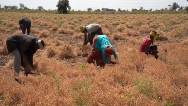 Nagpur Maharashtra India Mars 2024 Indiska Lantbrukare Skördar Grödor Jordbruksmark — Stockvideo