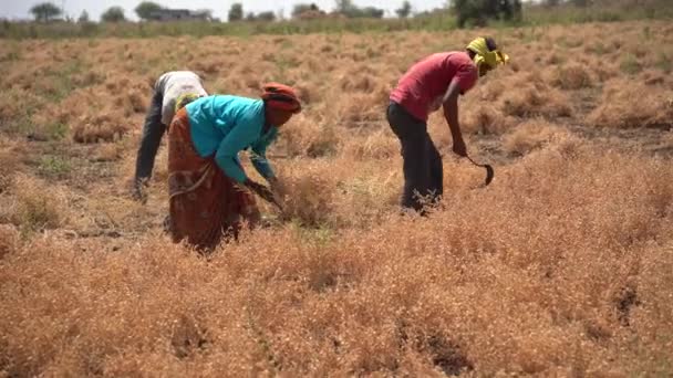 Nagpur Maharashtra Índia Março 2024 Agricultor Indiano Que Colhe Culturas — Vídeo de Stock