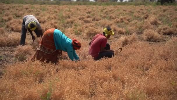 Nagpur Maharashtra Inde Mars 2024 Agriculteur Indien Récoltant Des Cultures — Video