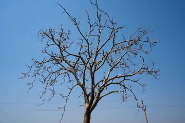 NAGPUR, MAHARASHTRA, INDIA 13 Mart 2024: Hindistan tarla, Maharashtra, Hindistan 'da ekin hasat eden çiftçi.