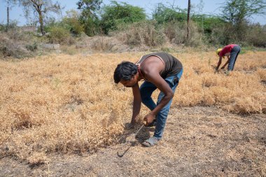 NAGPUR, MAHARASHTRA, INDIA 13 Mart 2024: Hindistan tarla, Maharashtra, Hindistan 'da ekin hasat eden çiftçi.